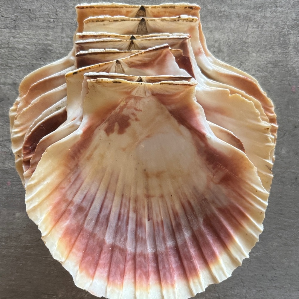Natural Scallop Shell Set - Cream and Brown